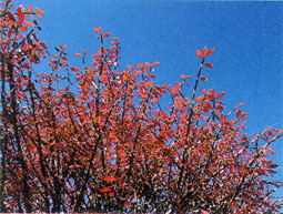 �ɂ�����